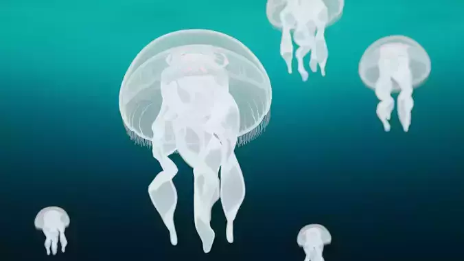 Aurelia Aurita or common jellyfish