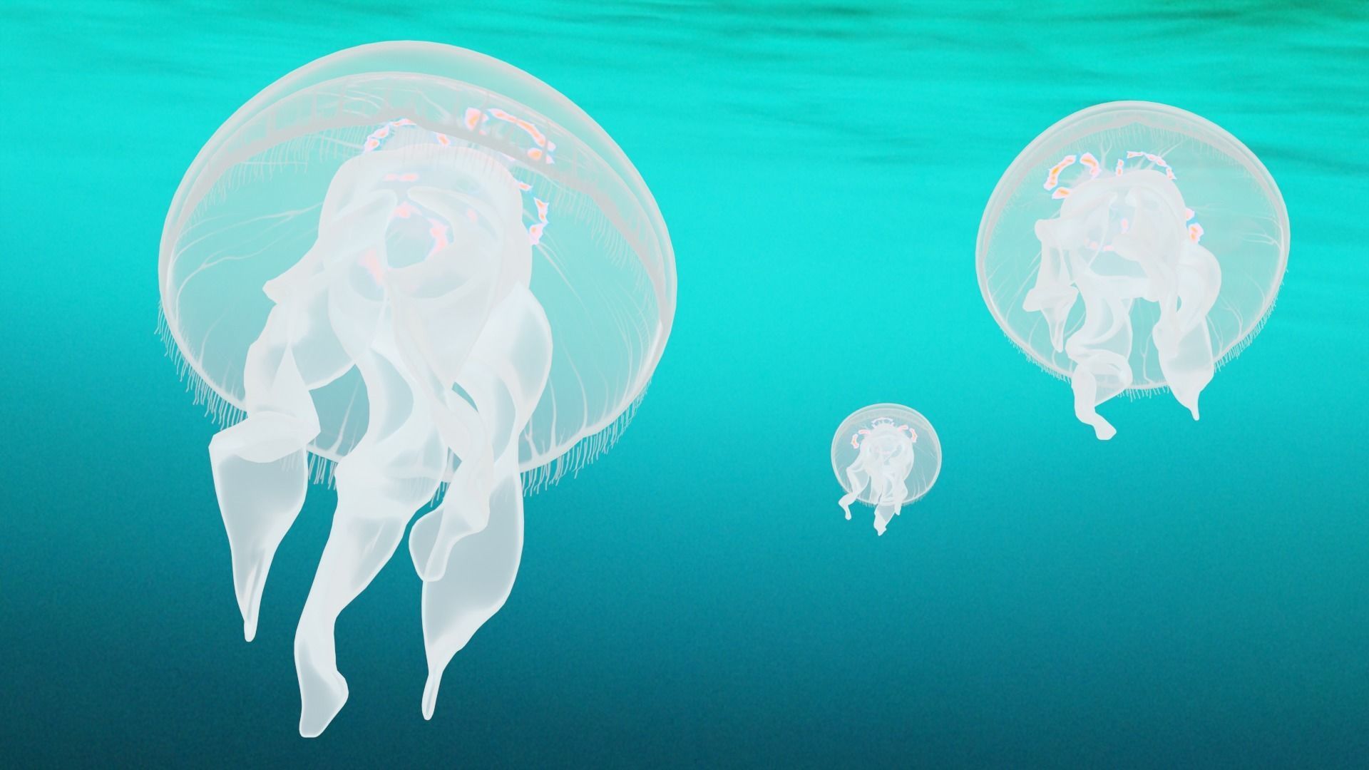 Aurelia Aurita or common jellyfish 3D model_2