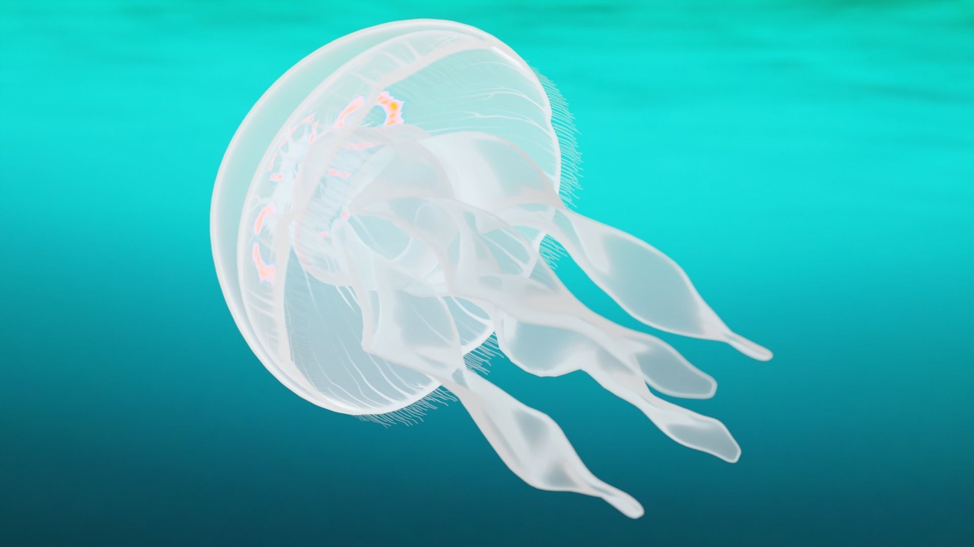 Aurelia Aurita or common jellyfish 3D model_1