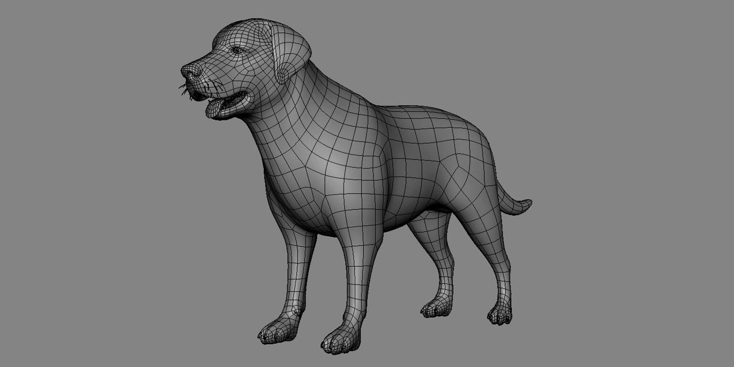 19 Domestic Animal Collection _44