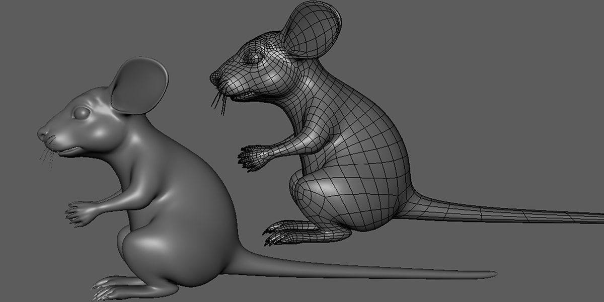 19 Domestic Animal Collection _67