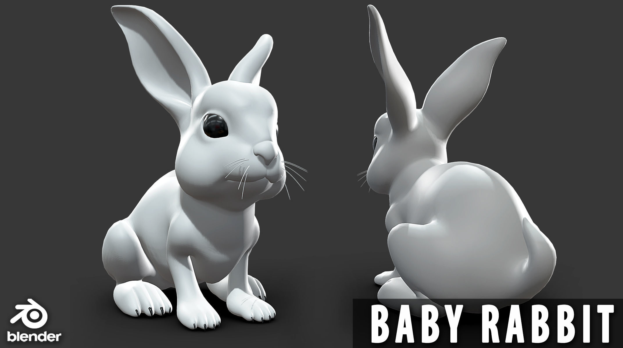 19 Domestic Animal Collection _18