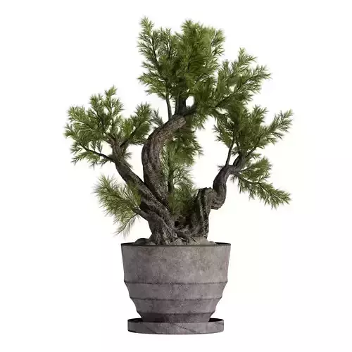 Pine Bonsai