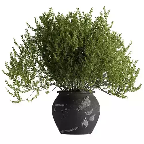 Indoor Potted Plants05