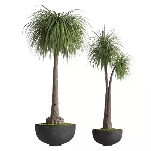  indoor potted plant set