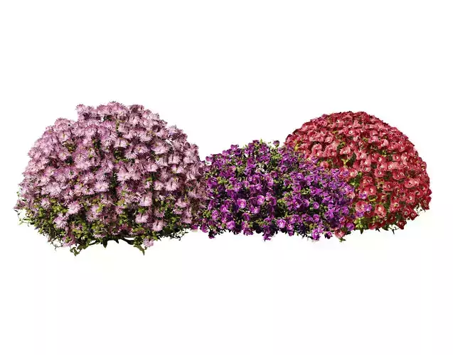 Aster flower shrubs Low-poly 3D model