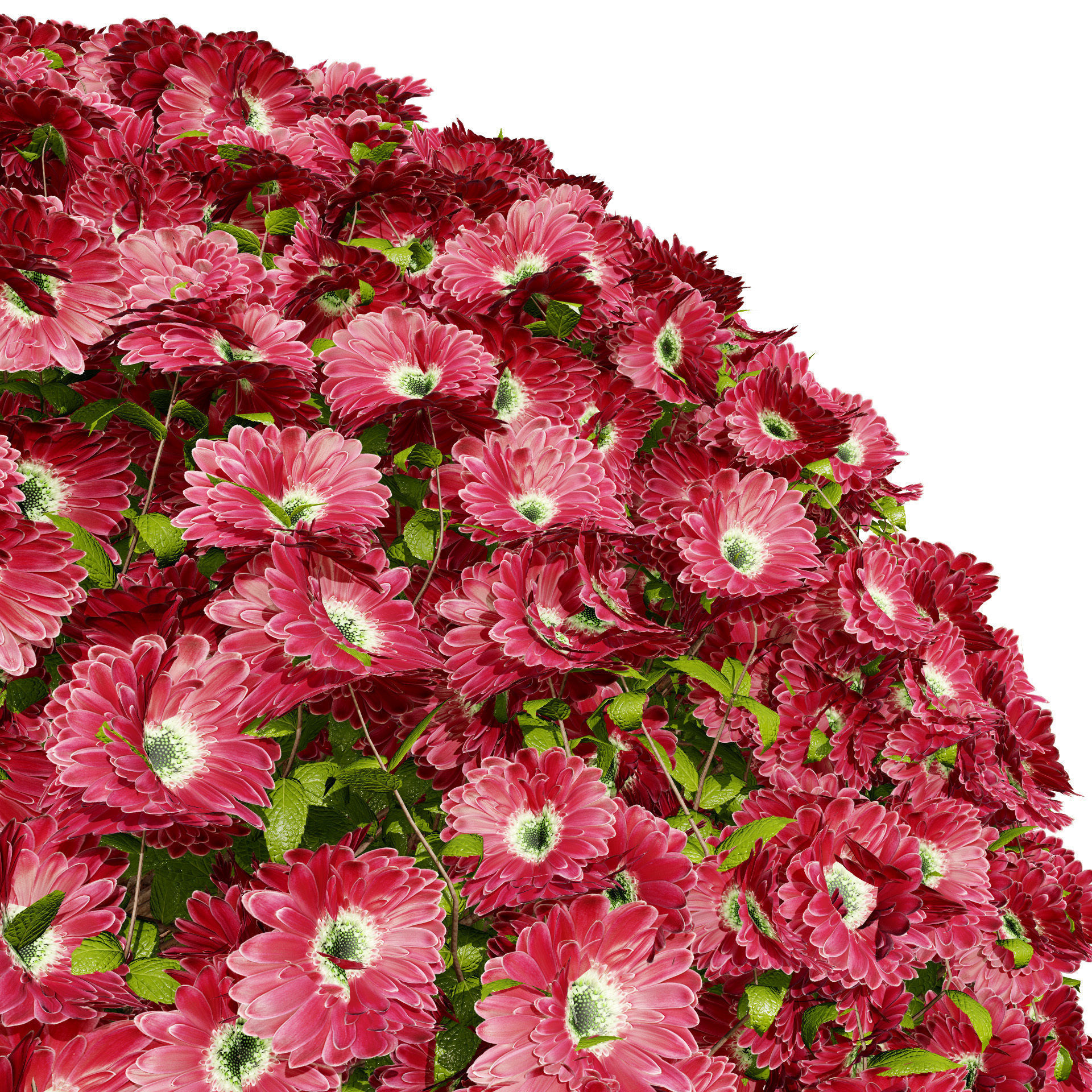 Aster flower shrubs Low-poly 3D model_6