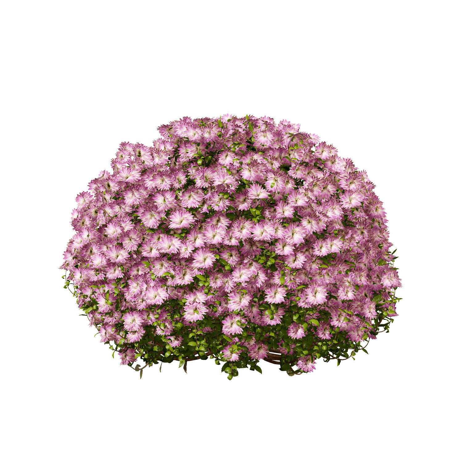 Aster flower shrubs Low-poly 3D model_2