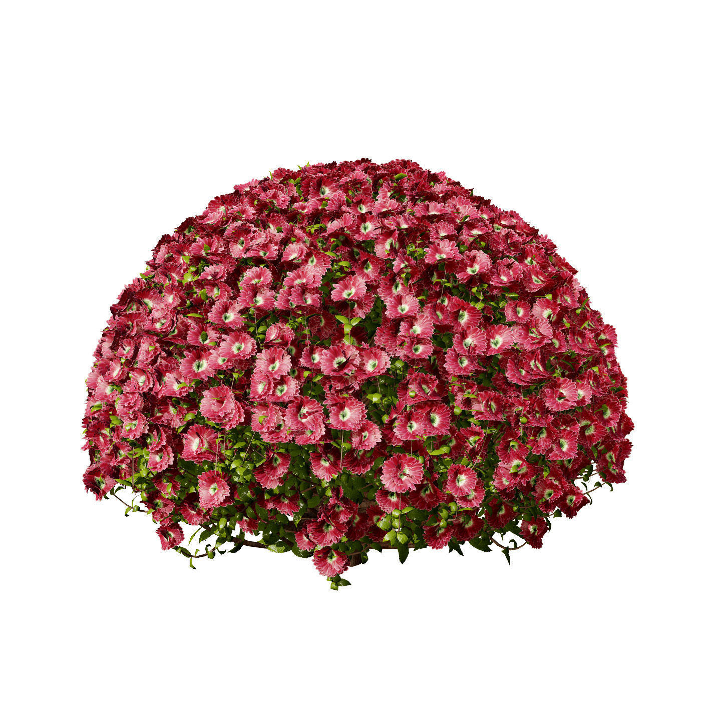 Aster flower shrubs Low-poly 3D model_7