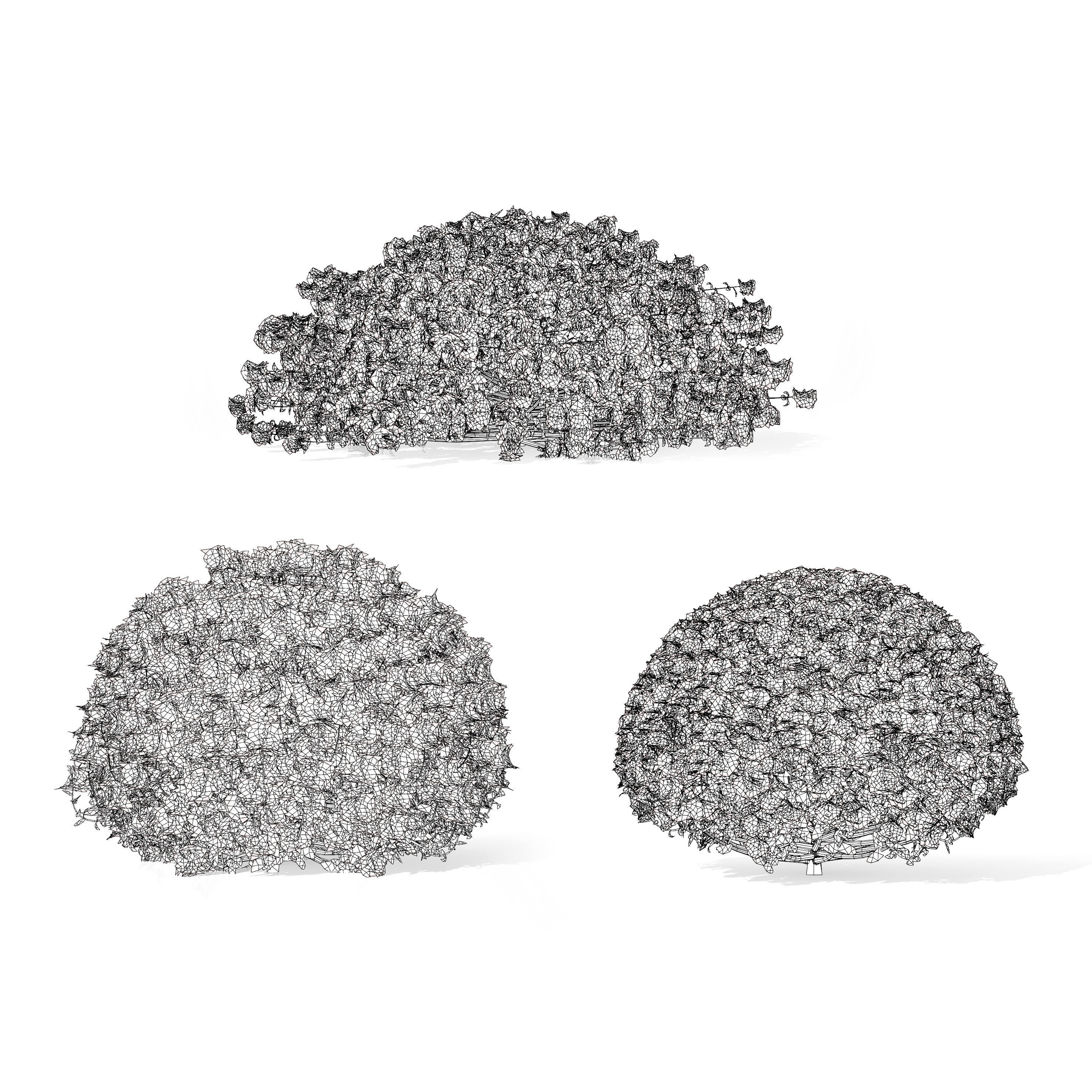 Aster flower shrubs Low-poly 3D model_8