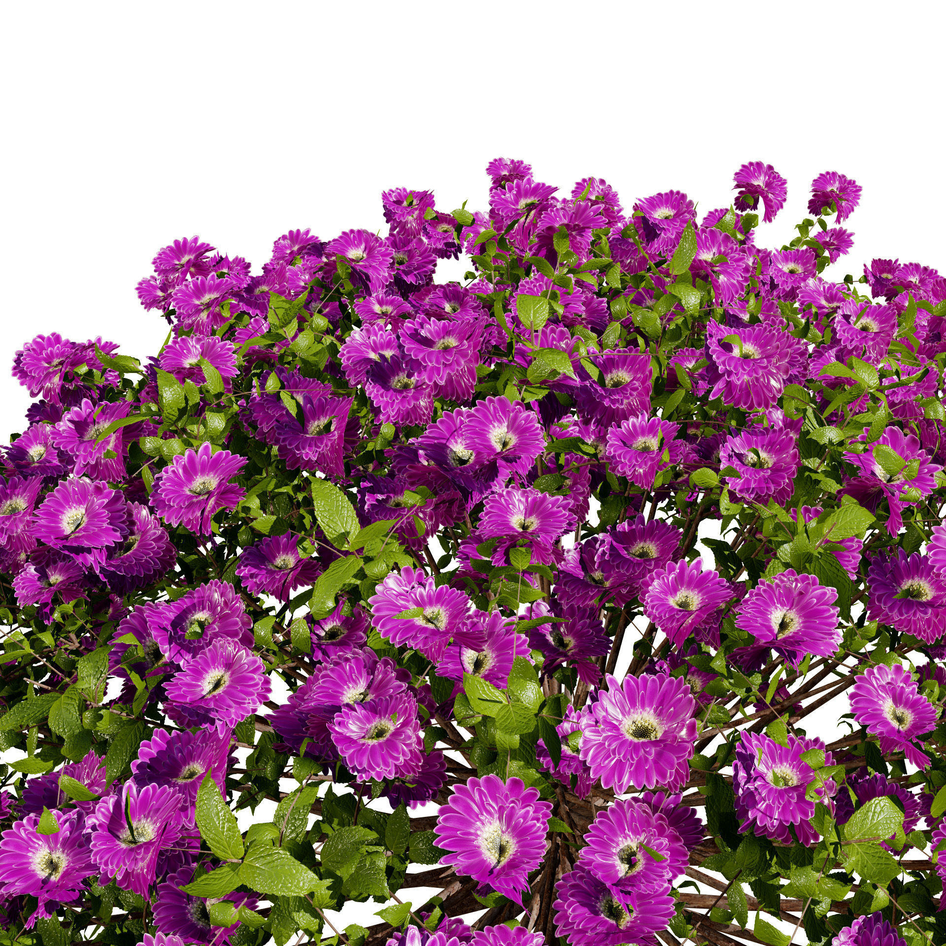 Aster flower shrubs Low-poly 3D model_4
