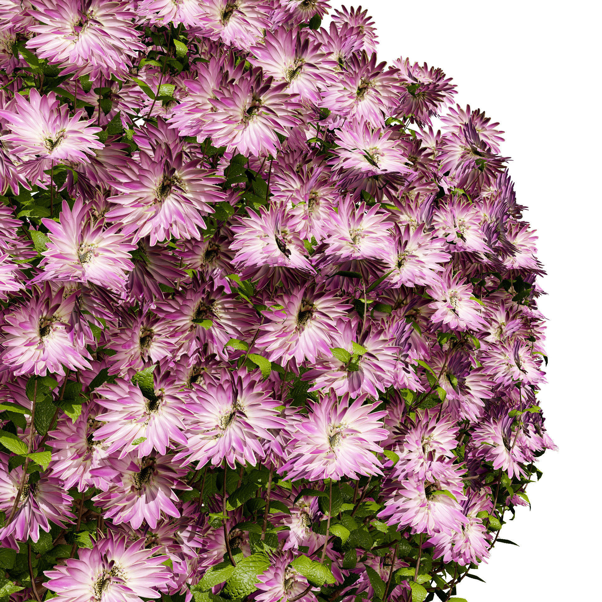 Aster flower shrubs Low-poly 3D model_3