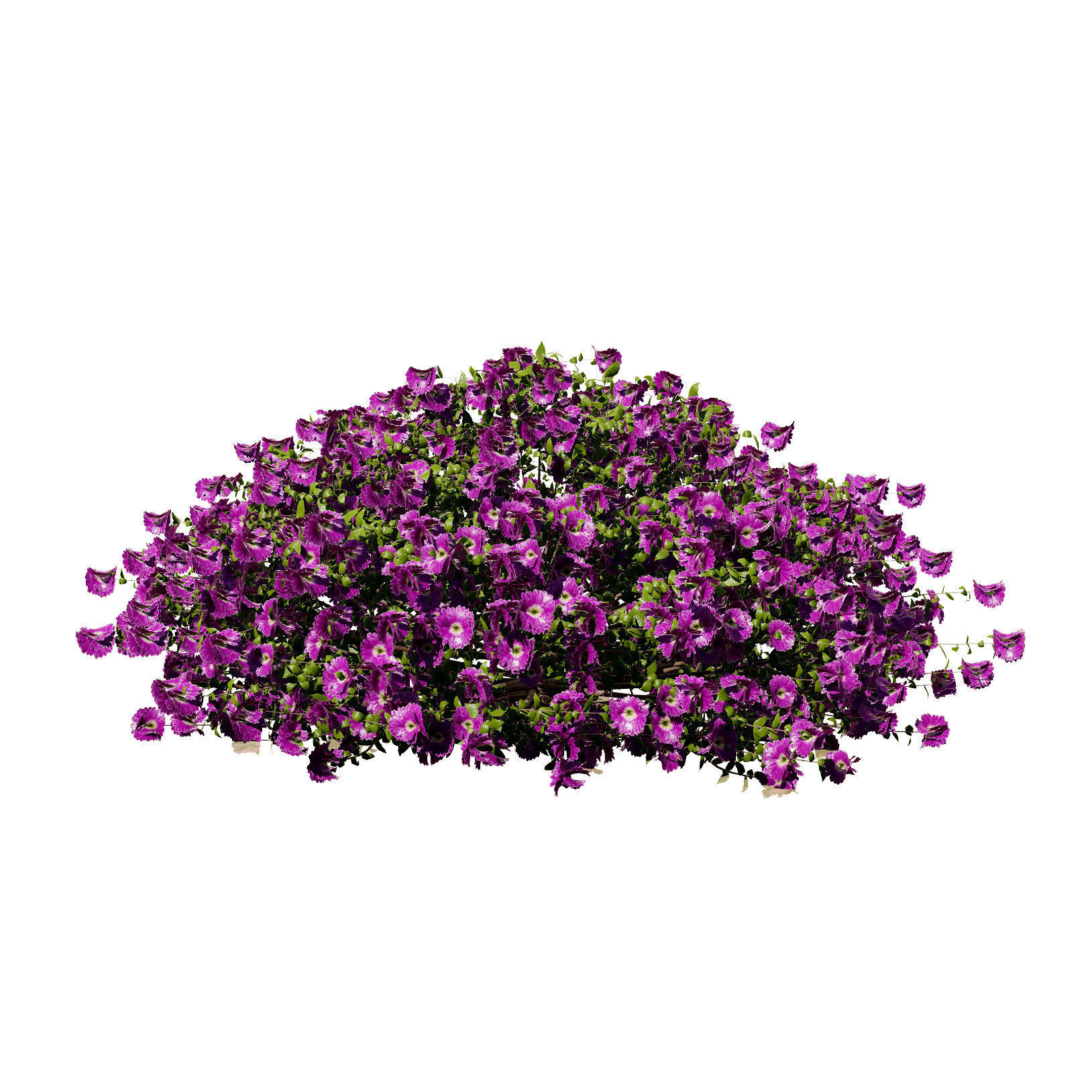 Aster flower shrubs Low-poly 3D model_5