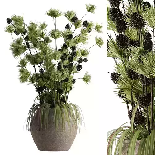 Indoor Potted Plants 05