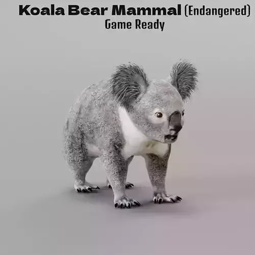 Koala Bear Mammal 3D model