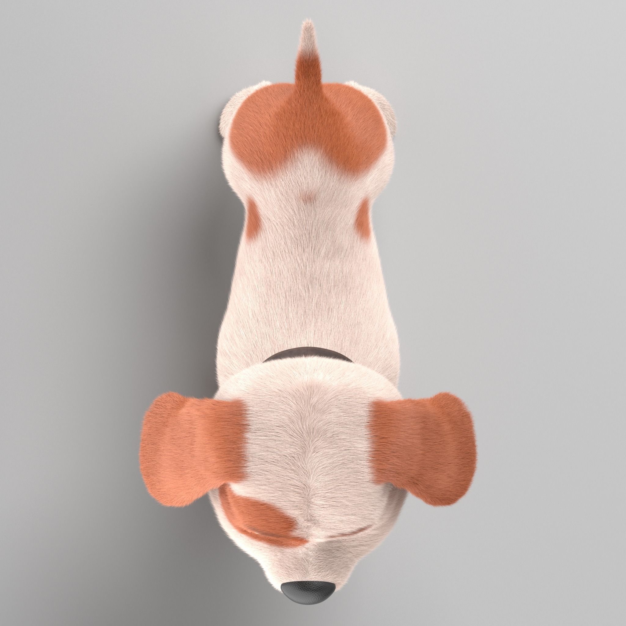 Ruby cartoon dog  Maya Rig  Low-poly 3D model_6