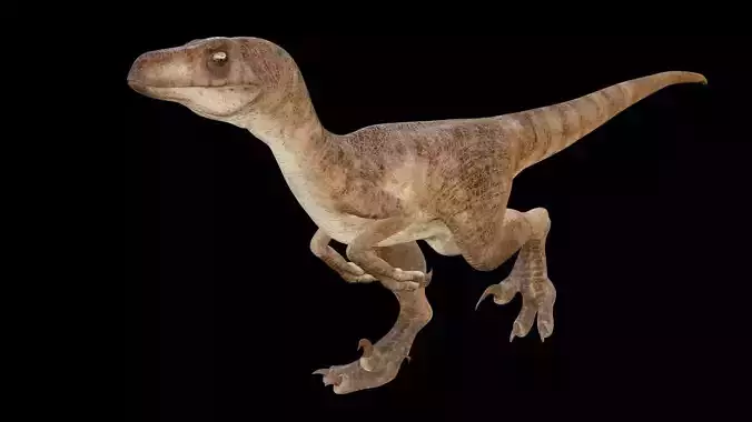 Raptor 3D model