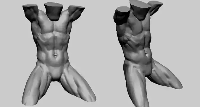 Male Torso D 3D model