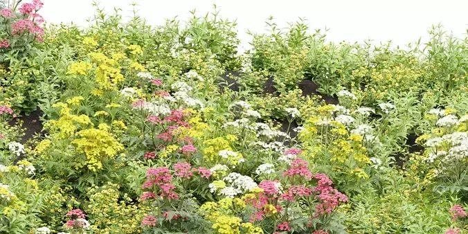 Summer Plants collection vol 123