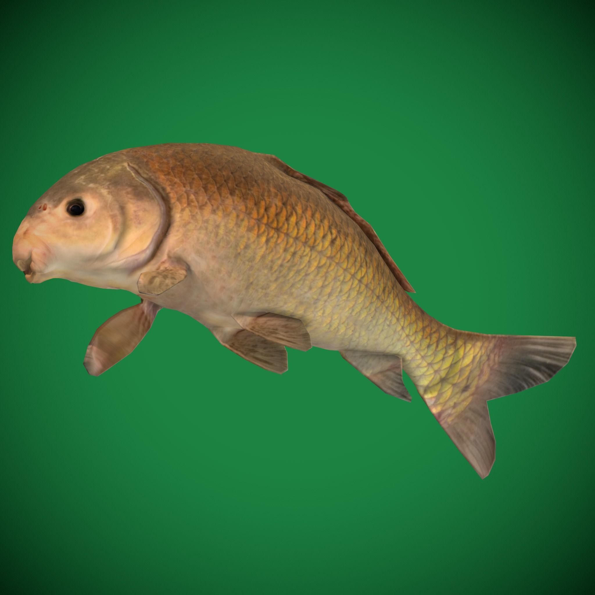 Black Buffalo Fish Low-poly 3D model_21