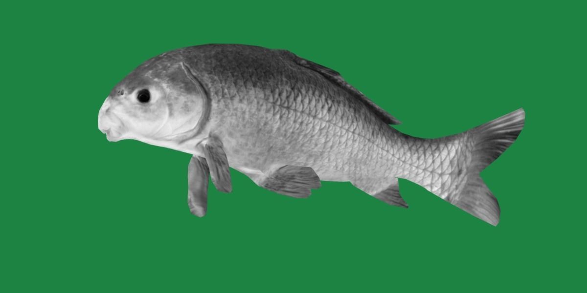 Black Buffalo Fish Low-poly 3D model_10