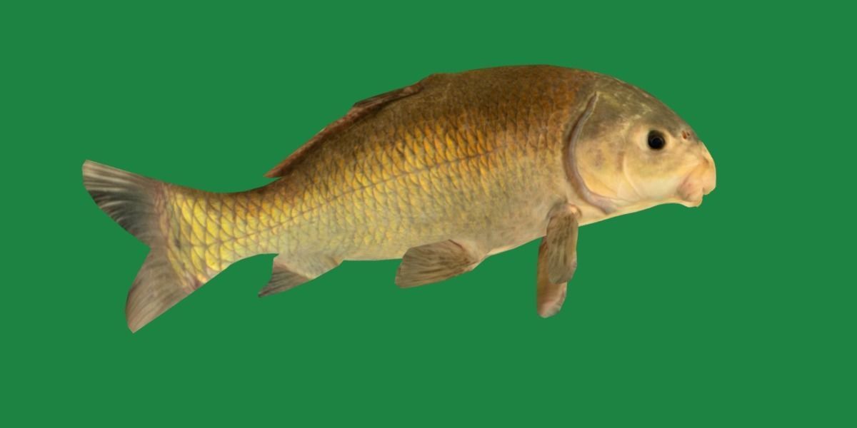 Black Buffalo Fish Low-poly 3D model_26