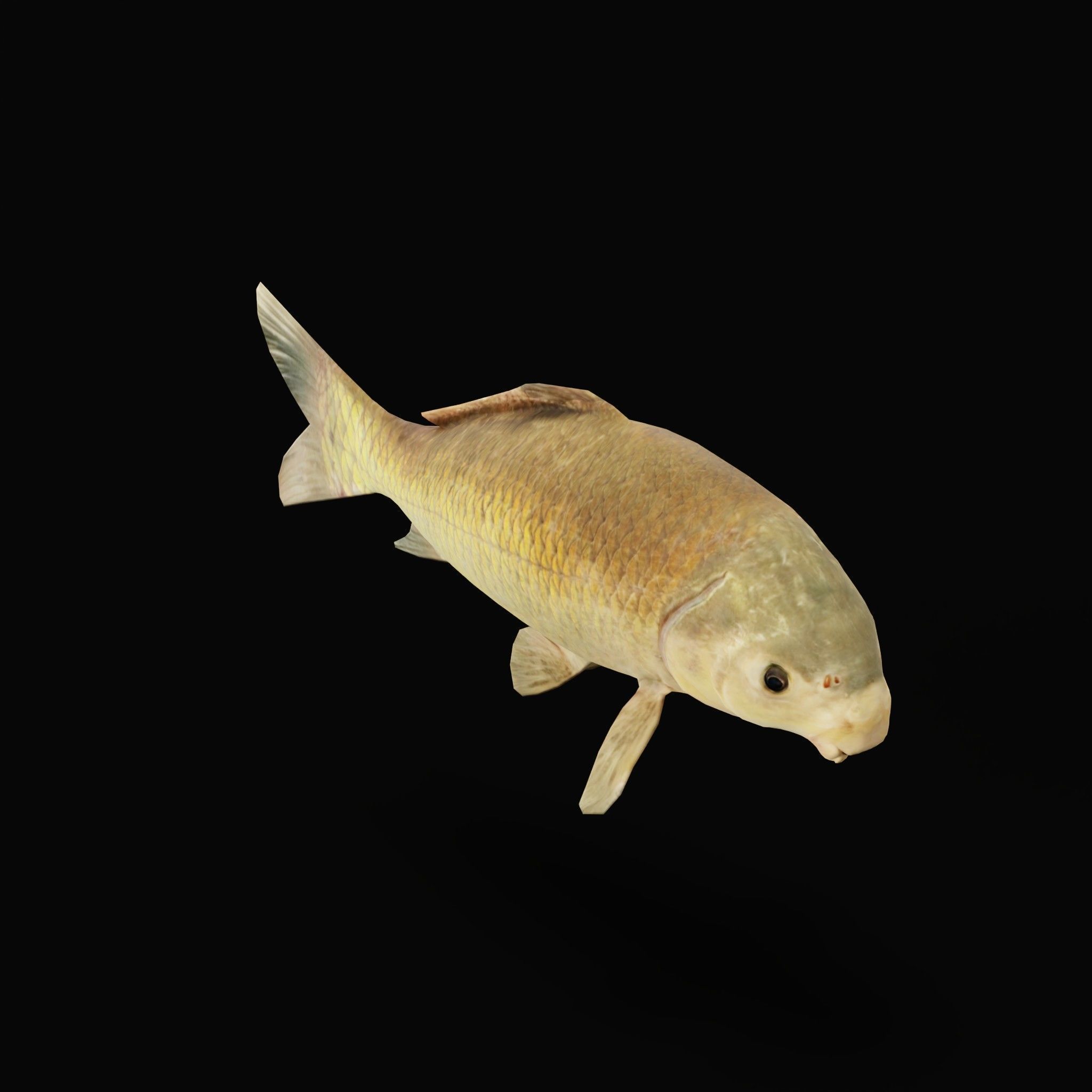 Black Buffalo Fish Low-poly 3D model_6