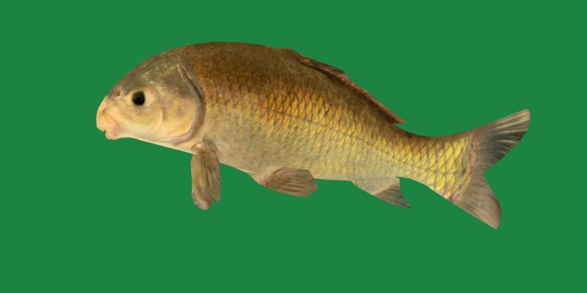 Black Buffalo Fish Low-poly 3D model_18