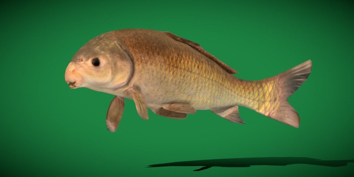 Black Buffalo Fish Low-poly 3D model_9