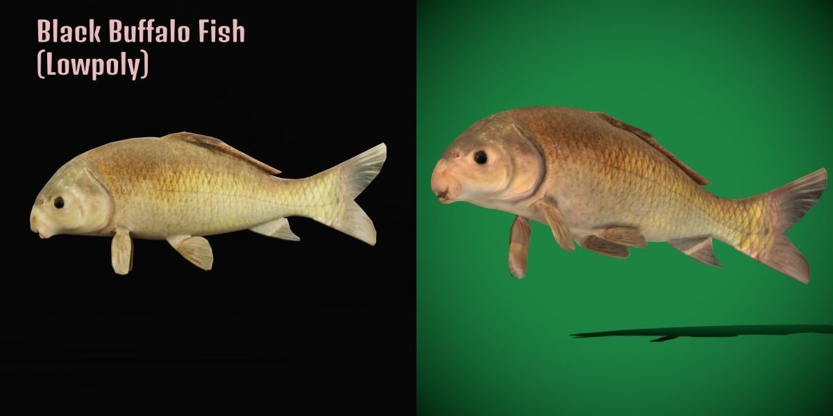 Black Buffalo Fish Low-poly 3D model_3