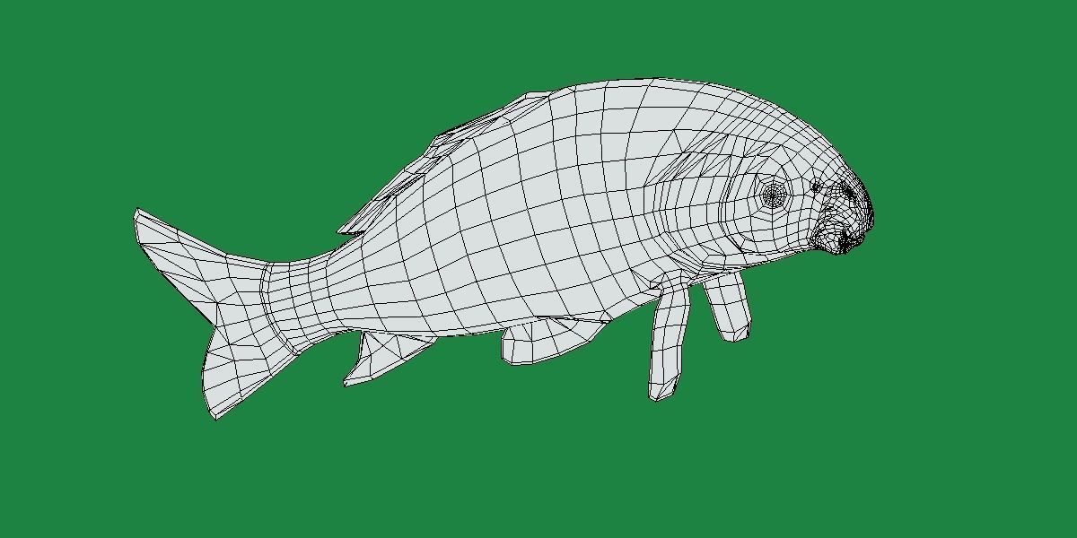 Black Buffalo Fish Low-poly 3D model_13