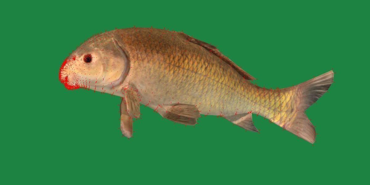 Black Buffalo Fish Low-poly 3D model_15