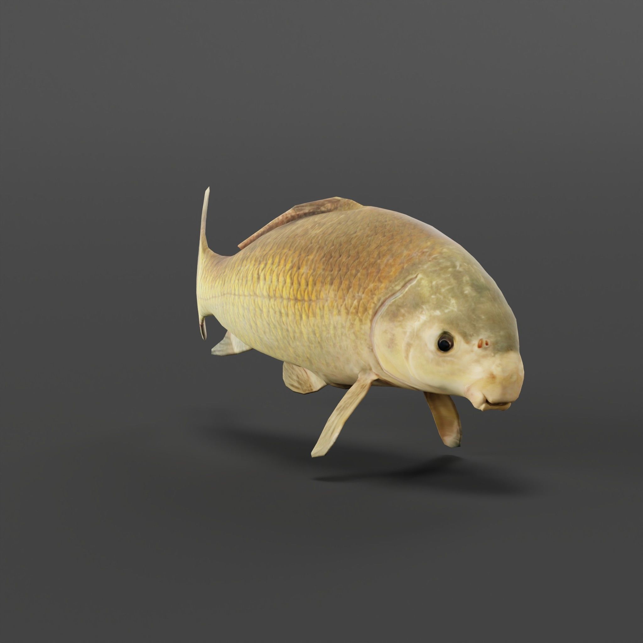 Black Buffalo Fish Low-poly 3D model_5
