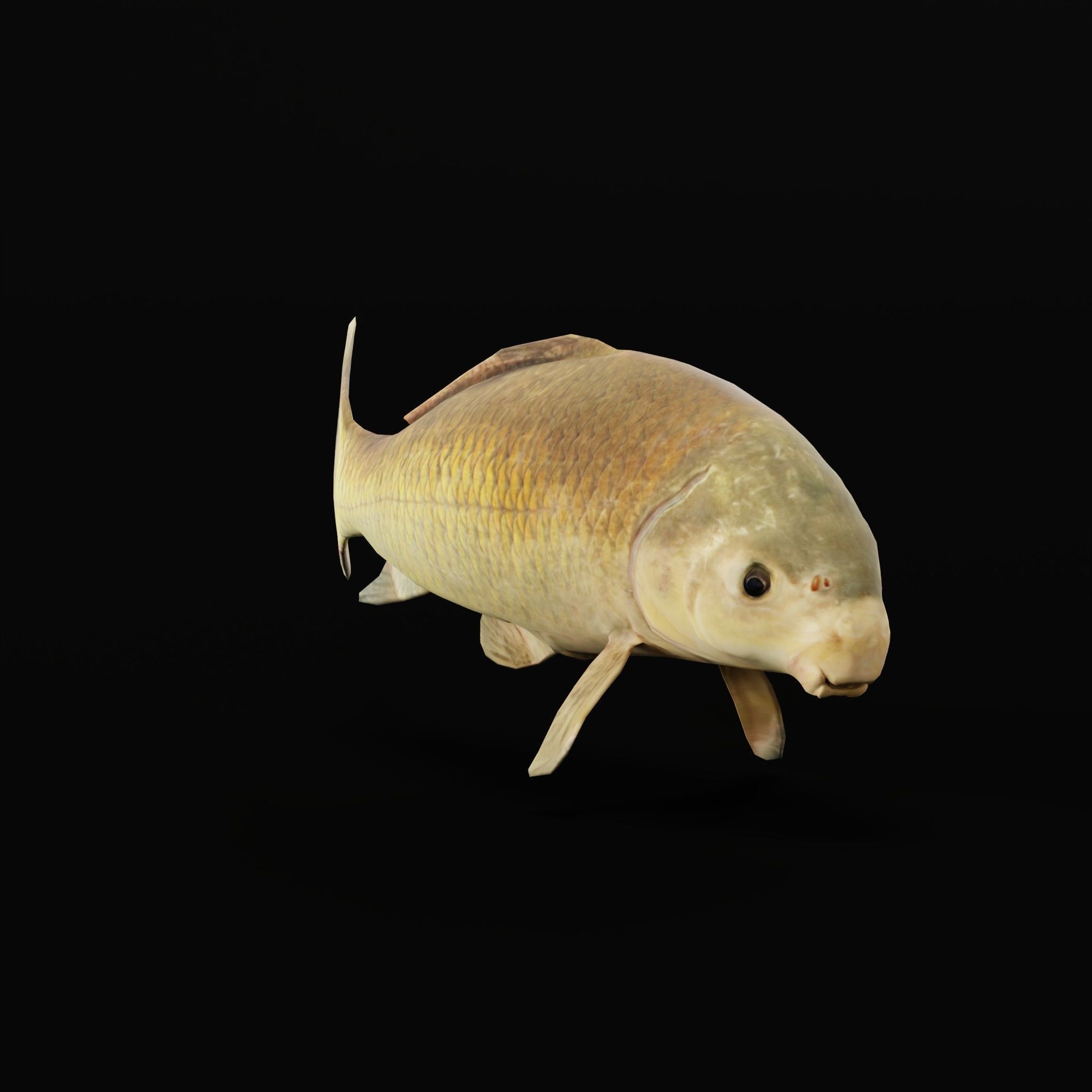 Black Buffalo Fish Low-poly 3D model_4