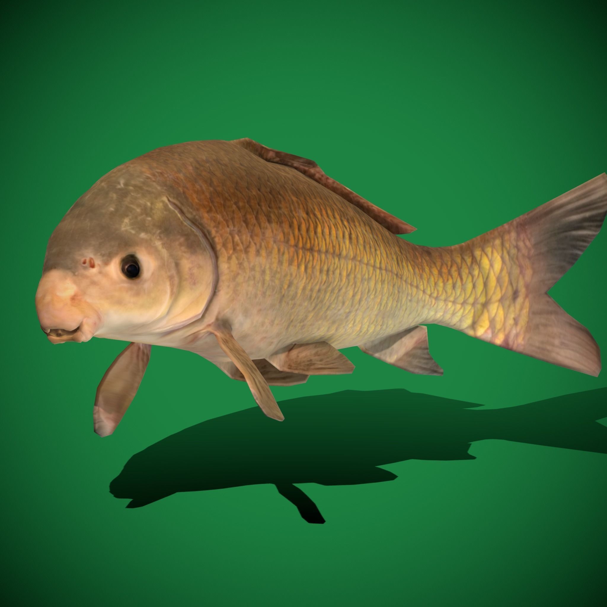 Black Buffalo Fish Low-poly 3D model_22