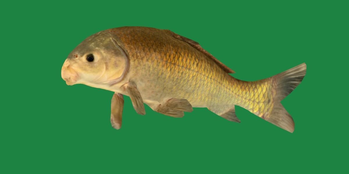 Black Buffalo Fish Low-poly 3D model_25