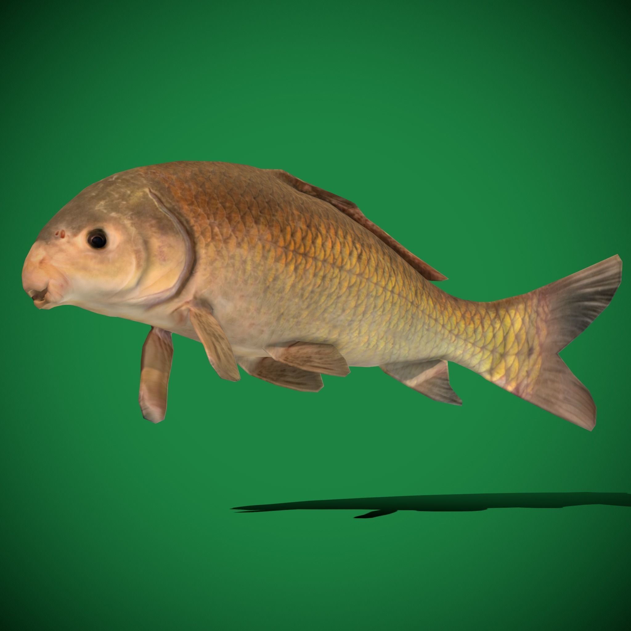 Black Buffalo Fish Low-poly 3D model_19