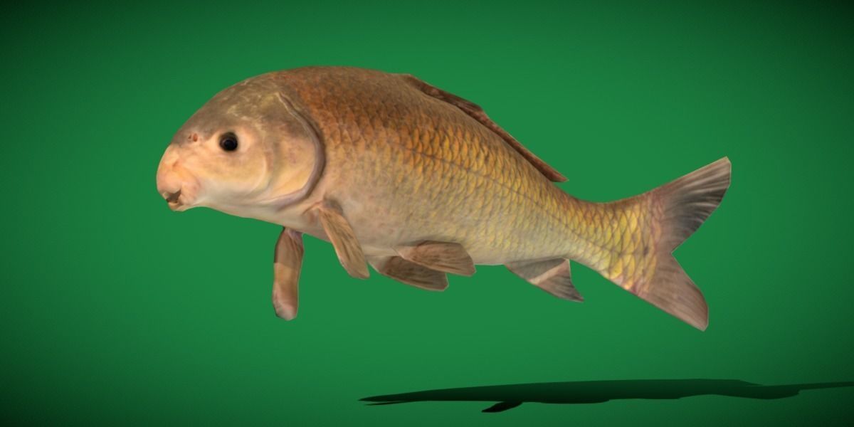 Black Buffalo Fish Low-poly 3D model_29