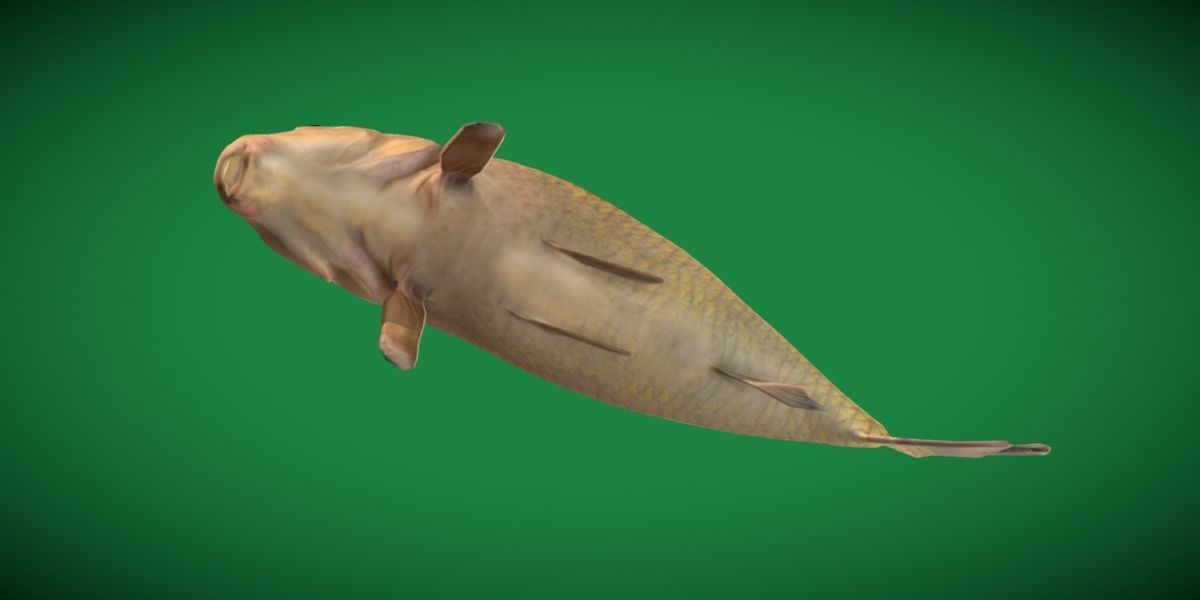 Black Buffalo Fish Low-poly 3D model_2