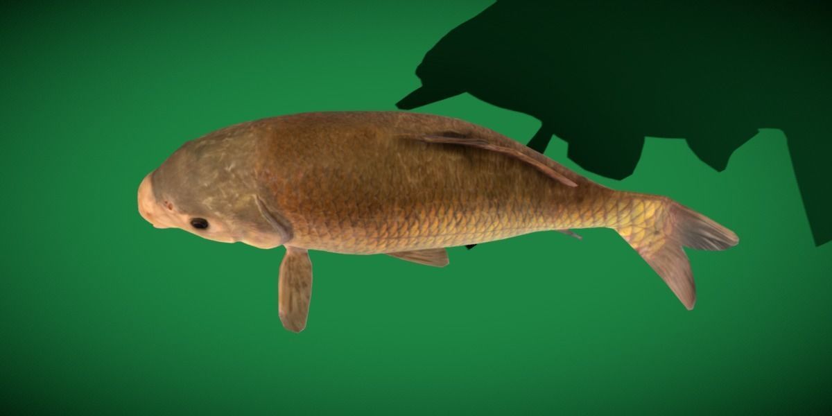Black Buffalo Fish Low-poly 3D model_20