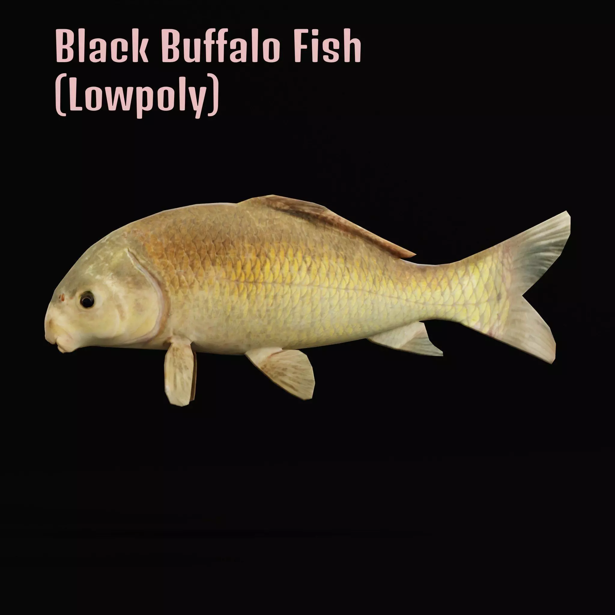 Black Buffalo Fish Low-poly 3D model_0