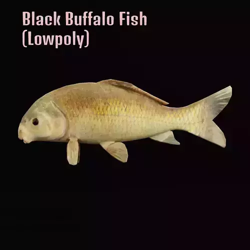 Black Buffalo Fish
