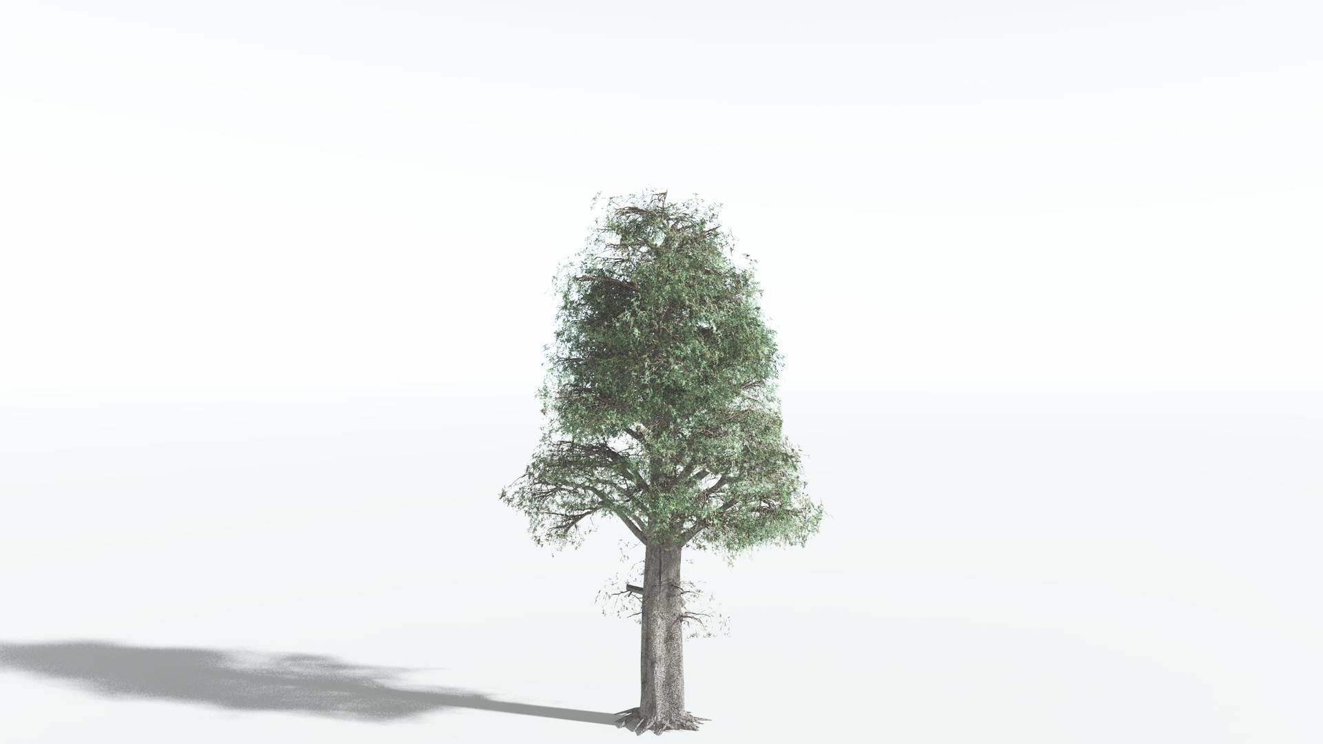 EVERYPlant Kauri LowPoly 3 --12 Models-- Low-poly 3D model_6