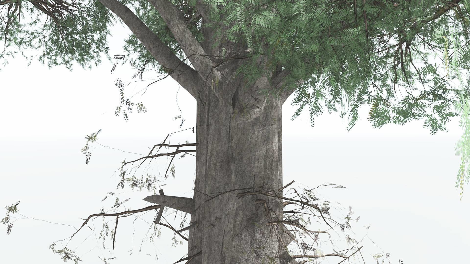 EVERYPlant Kauri LowPoly 3 --12 Models-- Low-poly 3D model_15