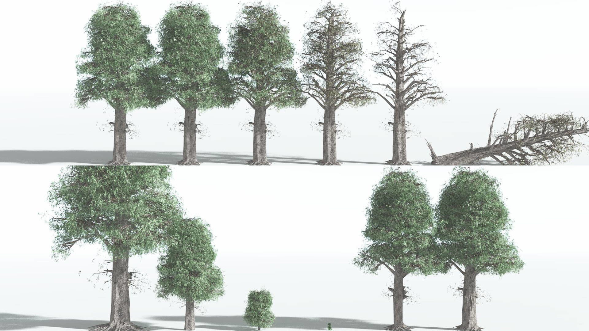 EVERYPlant Kauri LowPoly 3 --12 Models-- Low-poly 3D model_1