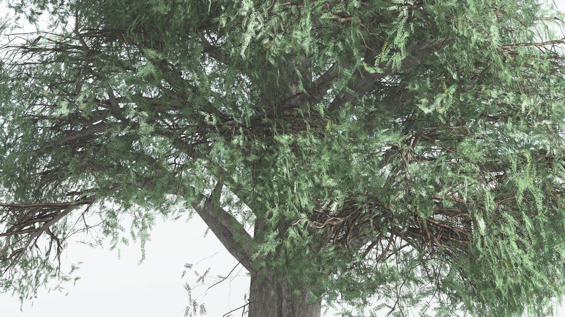 EVERYPlant Kauri LowPoly 3 --12 Models-- Low-poly 3D model_5