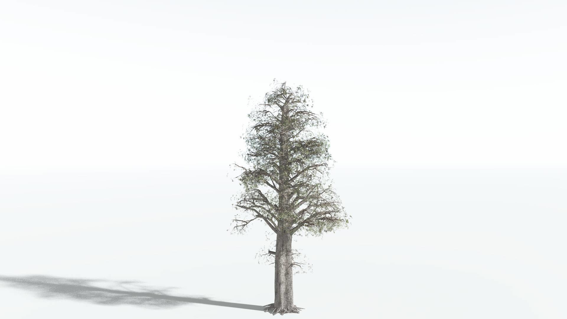 EVERYPlant Kauri LowPoly 3 --12 Models-- Low-poly 3D model_8