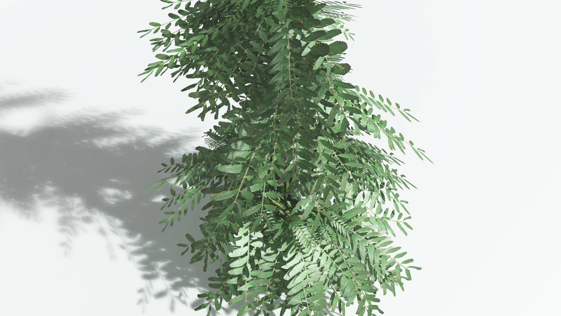 EVERYPlant Kauri LowPoly 3 --12 Models-- Low-poly 3D model_21