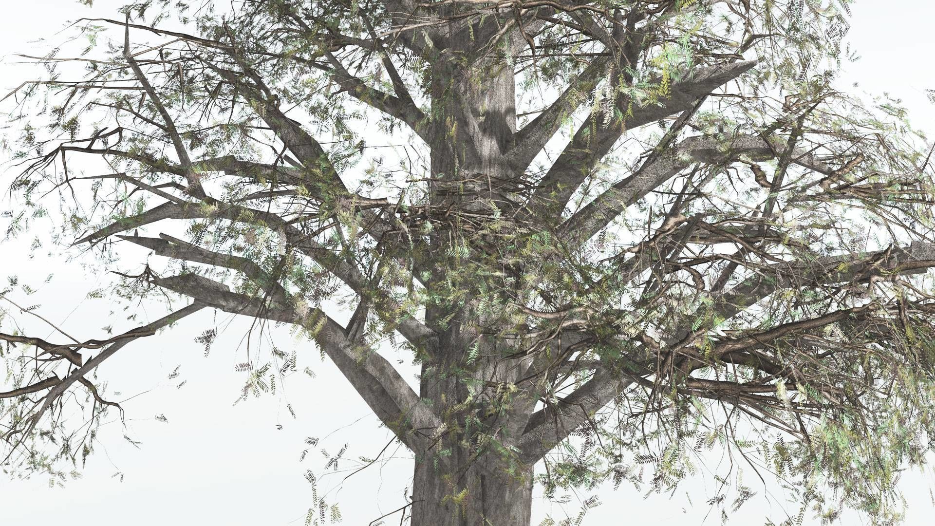 EVERYPlant Kauri LowPoly 3 --12 Models-- Low-poly 3D model_9