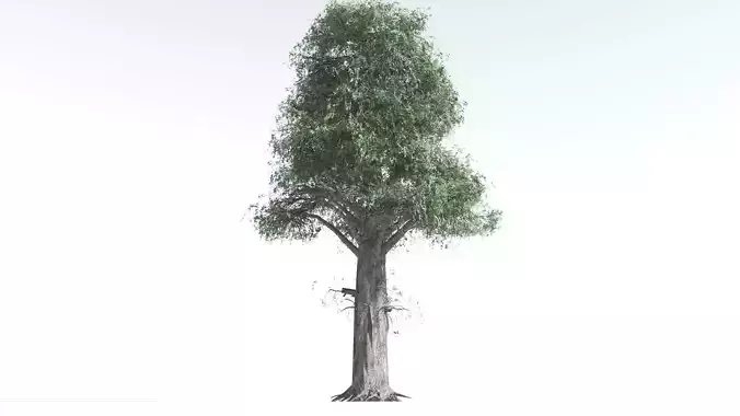 EVERYPlant Kauri LowPoly 3 --12 Models-- Low-poly 3D model
